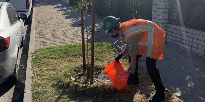 Joey watering a street tree