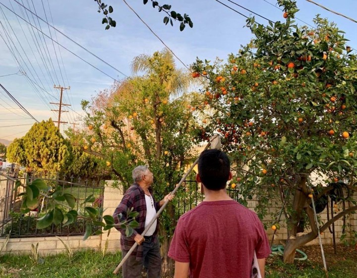 Harvesting