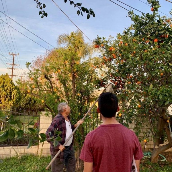Harvesting
