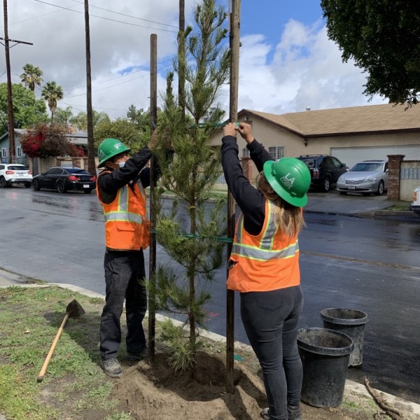 LACC Planting Trees