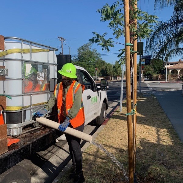 LACC Watering Trees