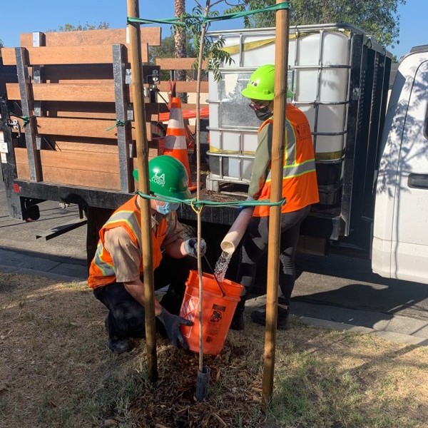 Corps Members watering tree