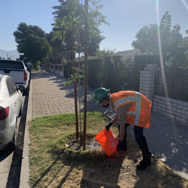 Corps member watering tree