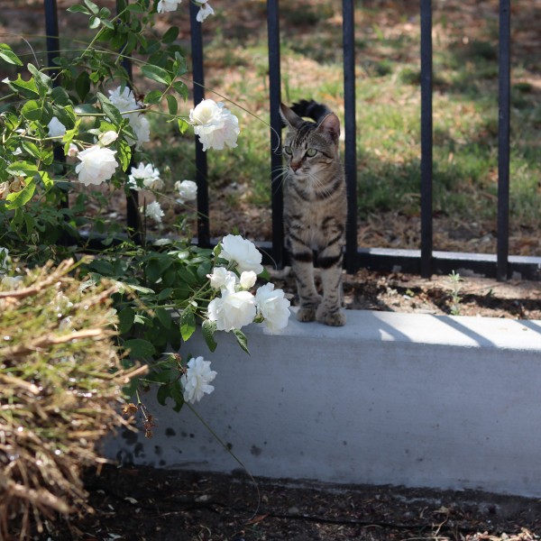 Bradley Plaza cat