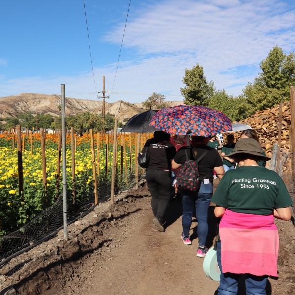 chicas girasol at sanchez farms